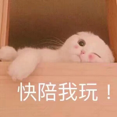 喵~这么可爱的我你不抱回家吗？无需猫粮哦～