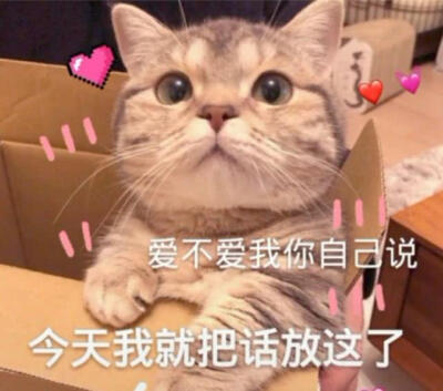 喵~这么可爱的我你不抱回家吗？无需猫粮哦～