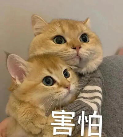 喵~这么可爱的我你不抱回家吗？无需猫粮哦～