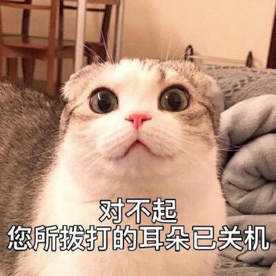 喵~这么可爱的我你不抱回家吗？无需猫粮哦～