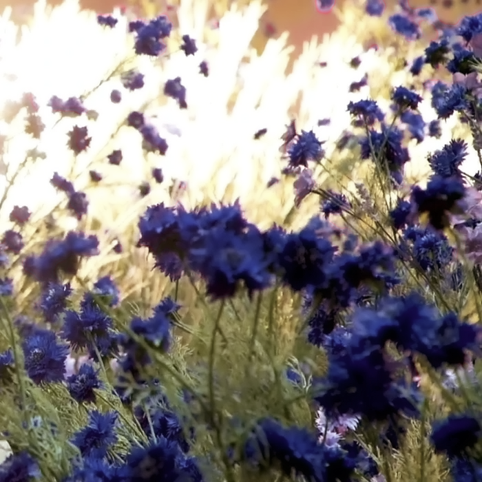 “我们互相奔赴 爱就会越来越深 笨蛋”