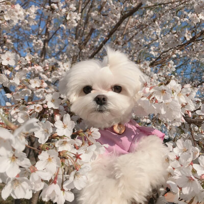 hi～
baby
樱花树下小可爱