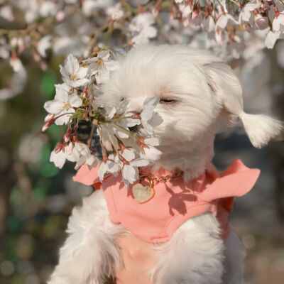 hi～
baby
樱花树下小可爱