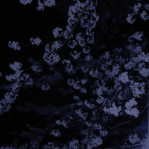      /


     宫胁咲良
许景