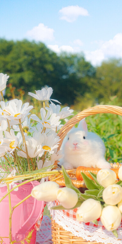 野餐吗
和草莓味的兔子♡
web: 名侦探牛奶喵