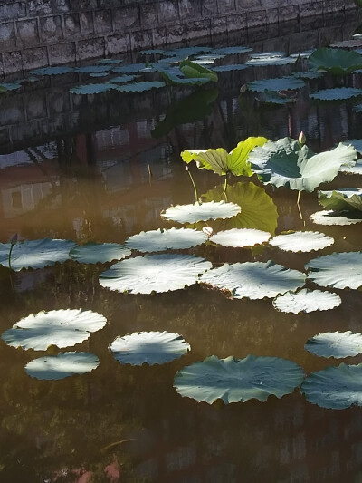 自己拍的风景