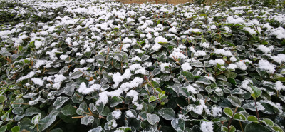 成都的下雪天