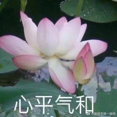 父母头像