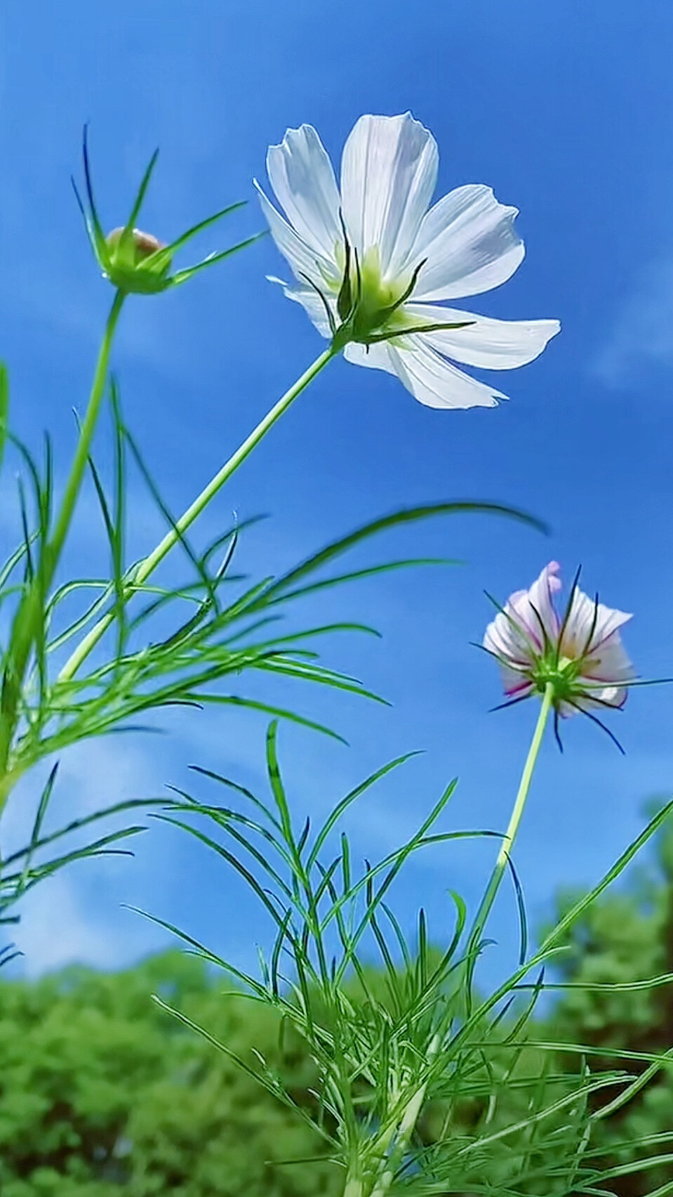 清新自然壁纸