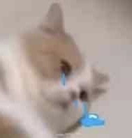 猫猫哭哭/一件委屈/眼泪/搞笑表情包/甜心我来啦/小熊哭哭/可爱表情包/委屈表情包