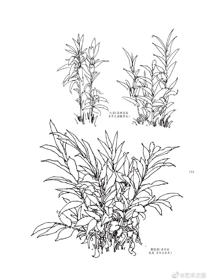 植物速写～
@艺术之路