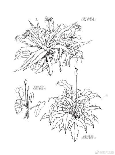 植物速写～
@艺术之路
