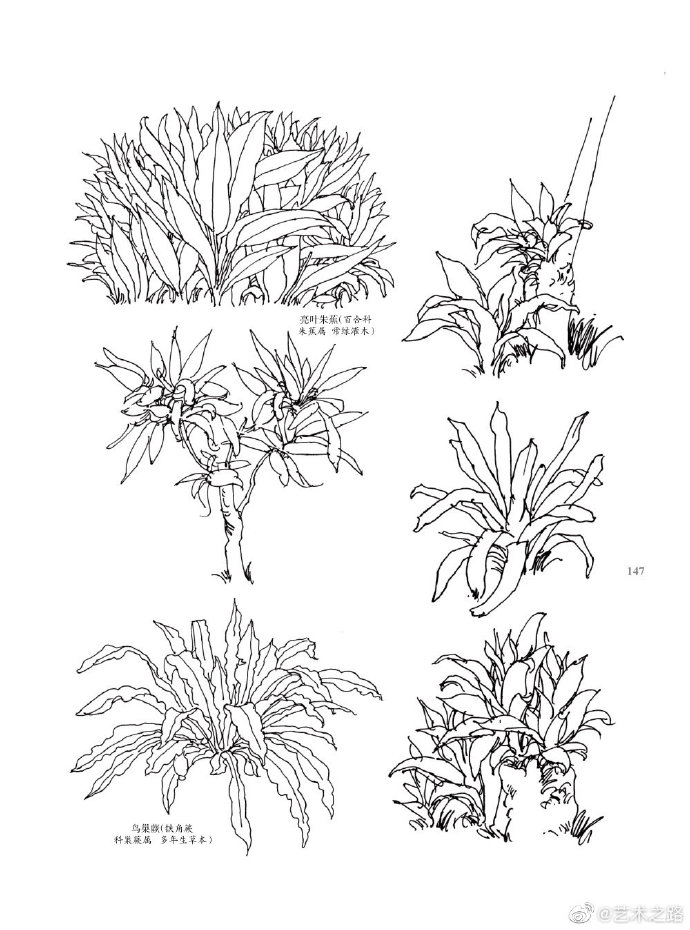 植物速写～
@艺术之路