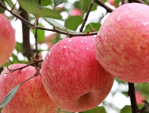 人间烟火♥水果