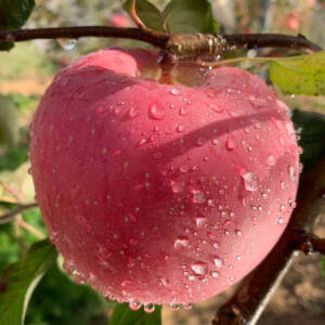 人间烟火♥水果