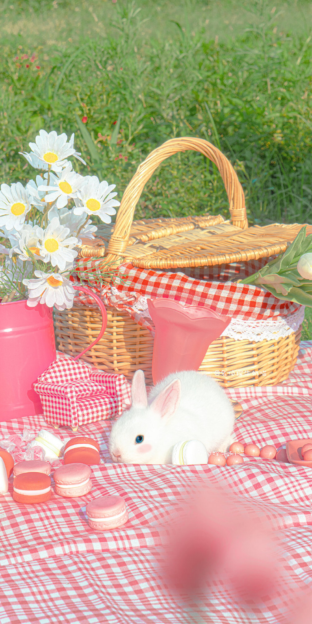 粉色与兔子