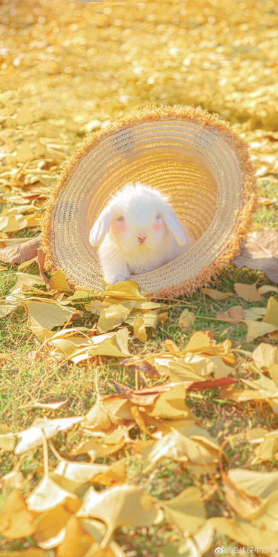 超萌可爱小兔兔，仙女姐姐的萌宠