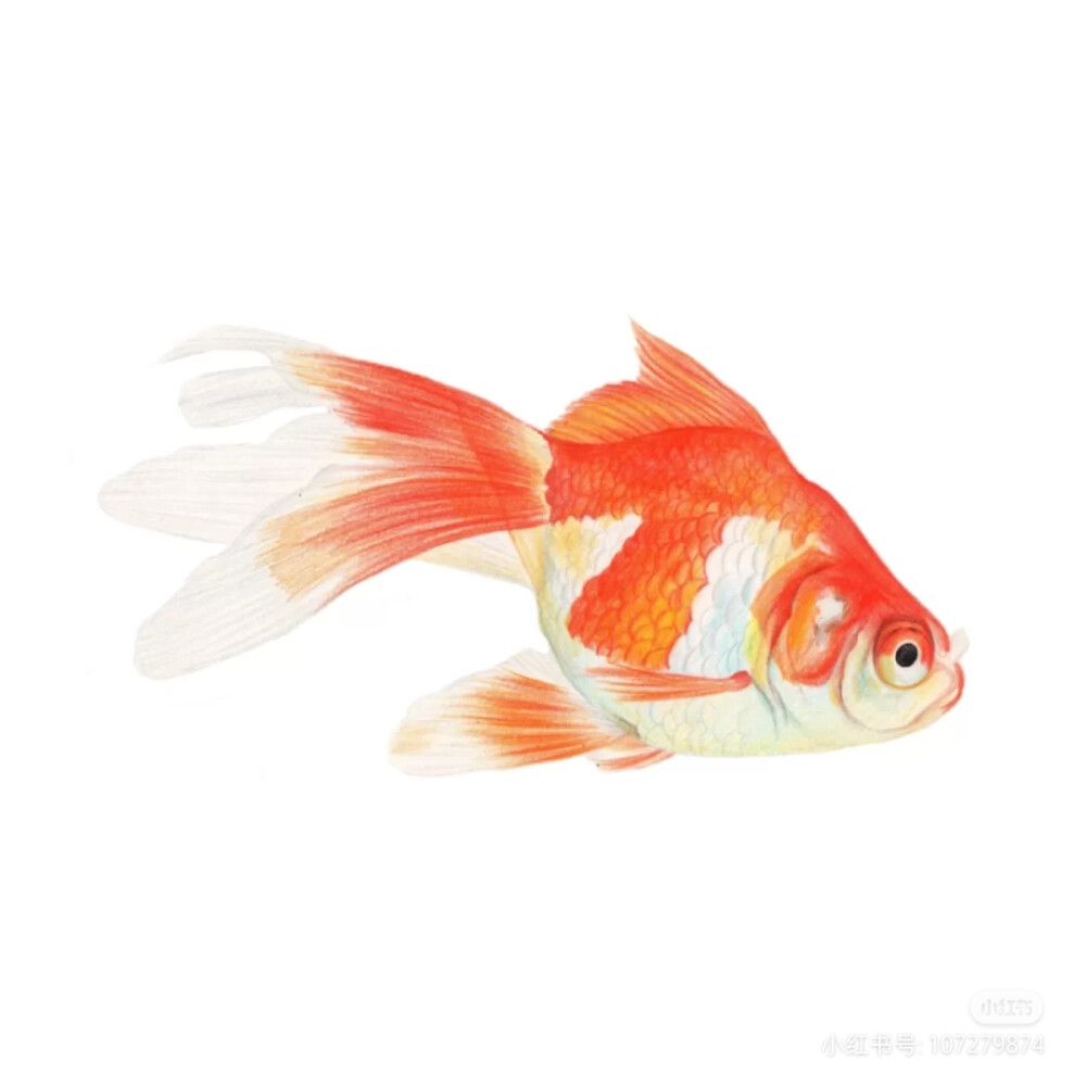 金魚