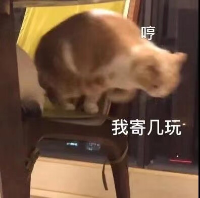 小猫咪