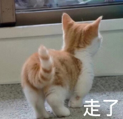 小猫咪