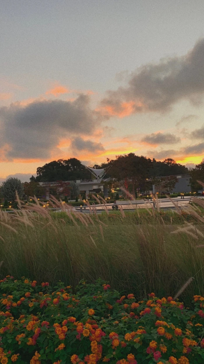 日落，花，好风景