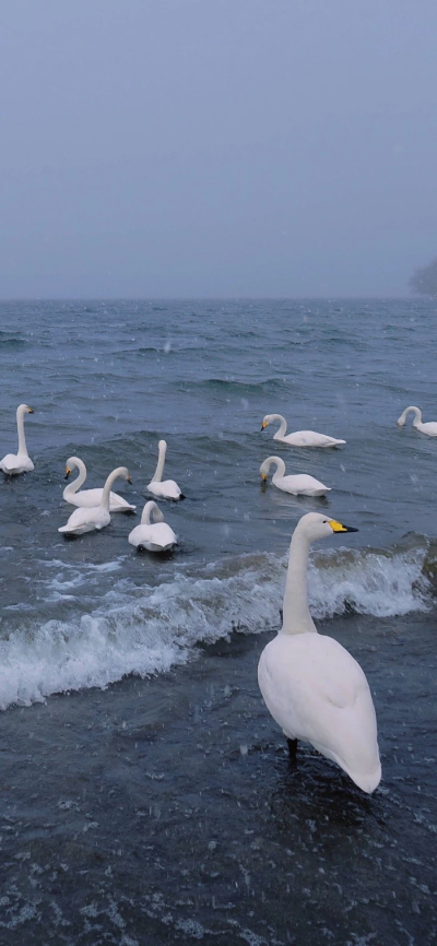 大海和大鹅