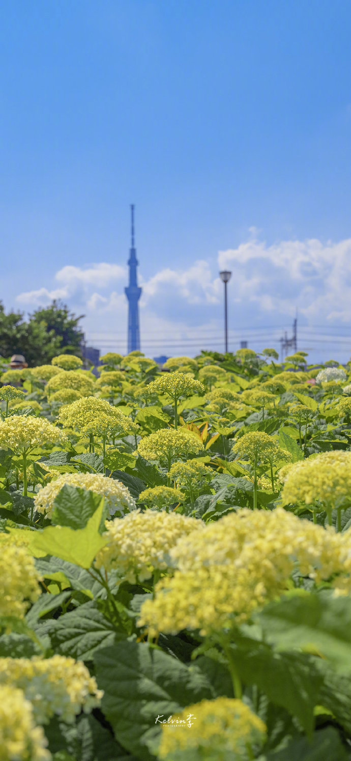 【壁纸】