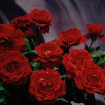 “不要迷路边的野花，忘记怀里的玫瑰”
玫瑰花背景图