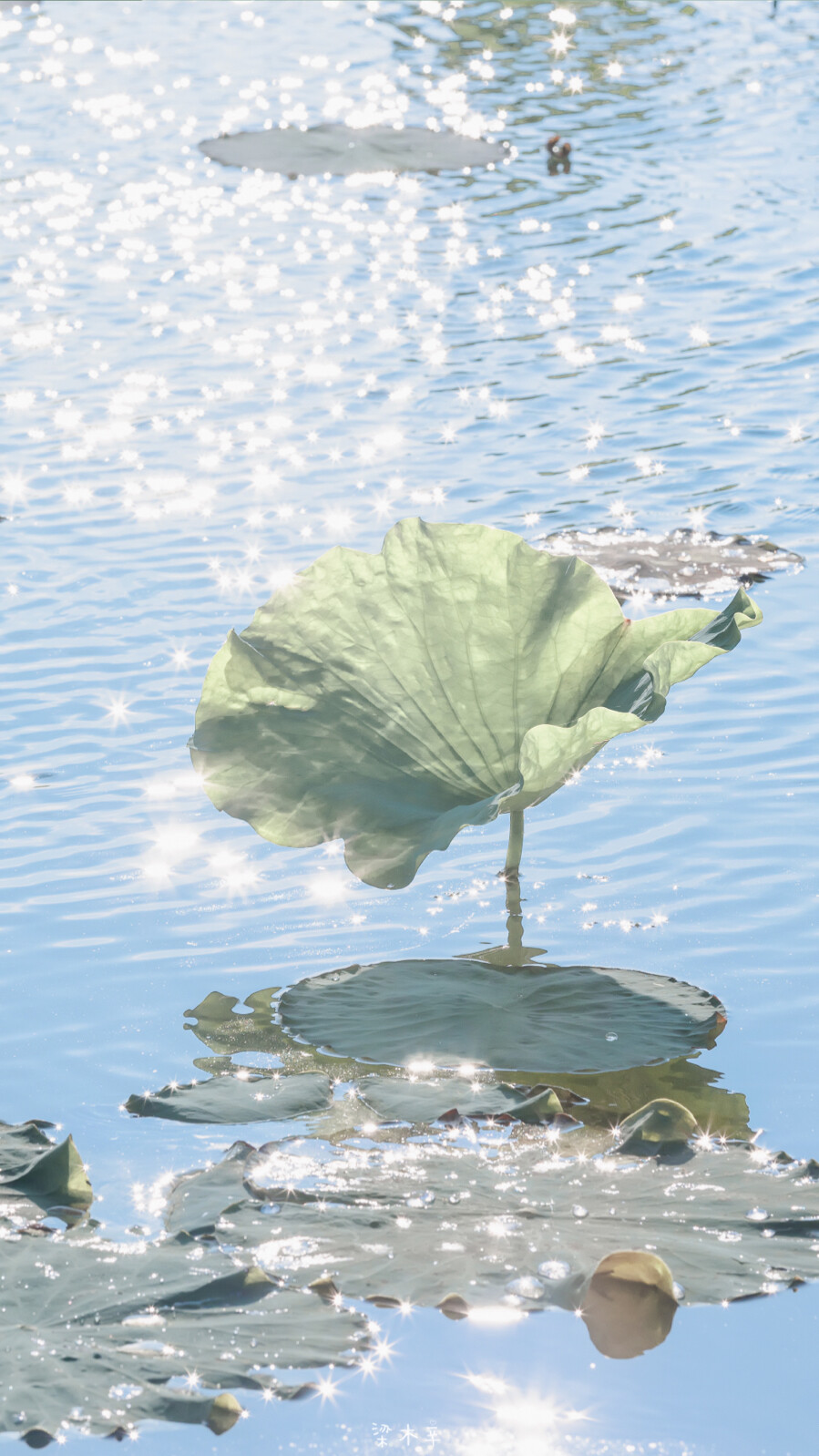 还记得那年大明湖畔的夏雨荷吗？
清丽淡雅的像从国画跑出来的美景
荷花摄影/夏天的味道/波光粼粼
图源网络～