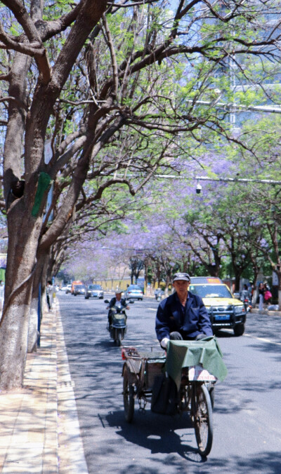 昆明 蓝花楹