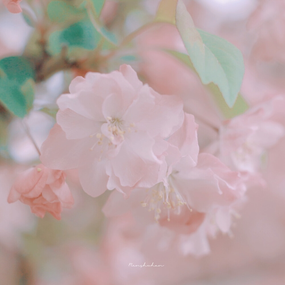 “我站在湖边，以为我站在海边”
云，海与花朵
图源微博任水寒
