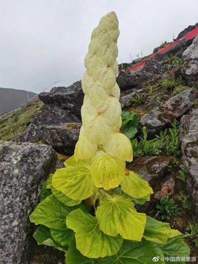 西藏高原特有的植物——塔黄
最高可长到1米7高左右
震惊！第一次见