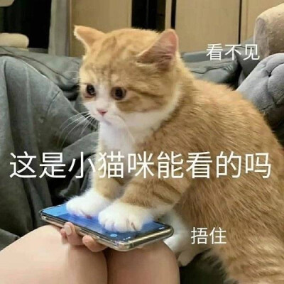 这是小猫咪能看的吗？