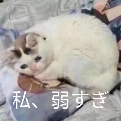 猹