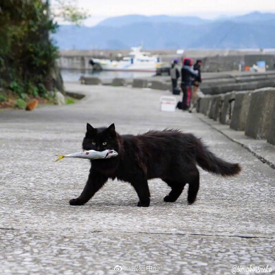 海港吃鱼猫