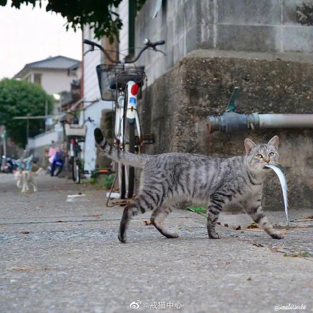 海港吃鱼猫