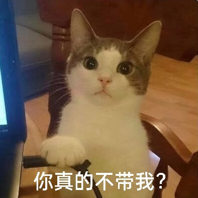 猫猫