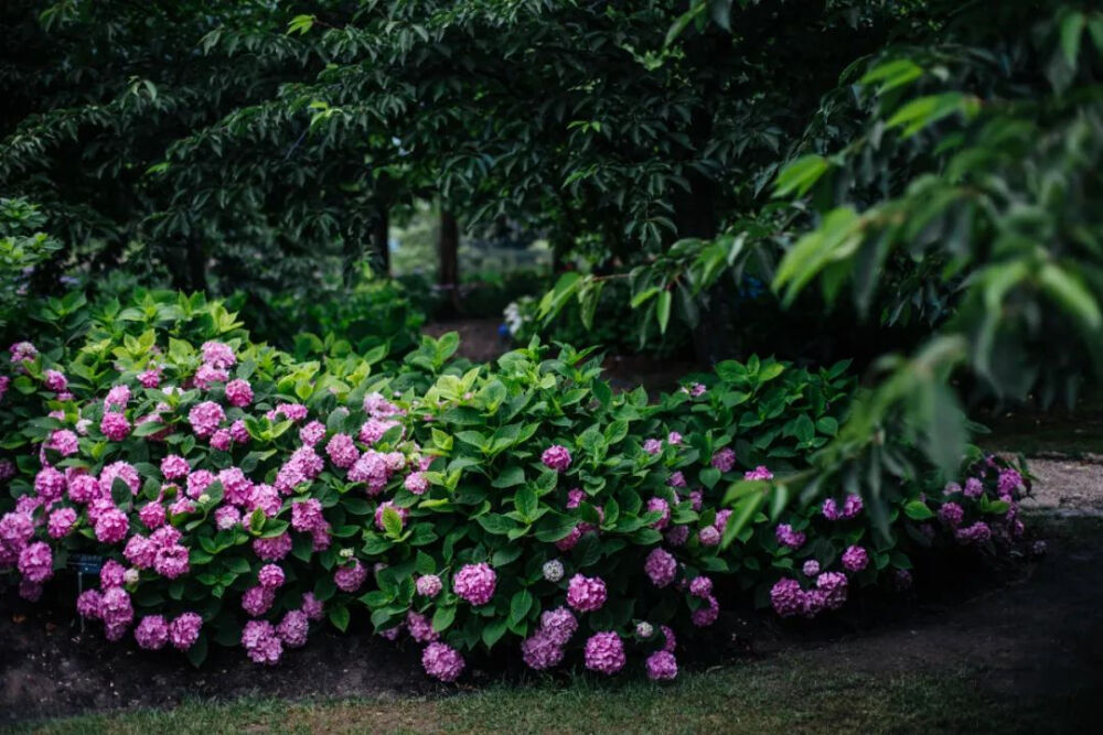 绣球花