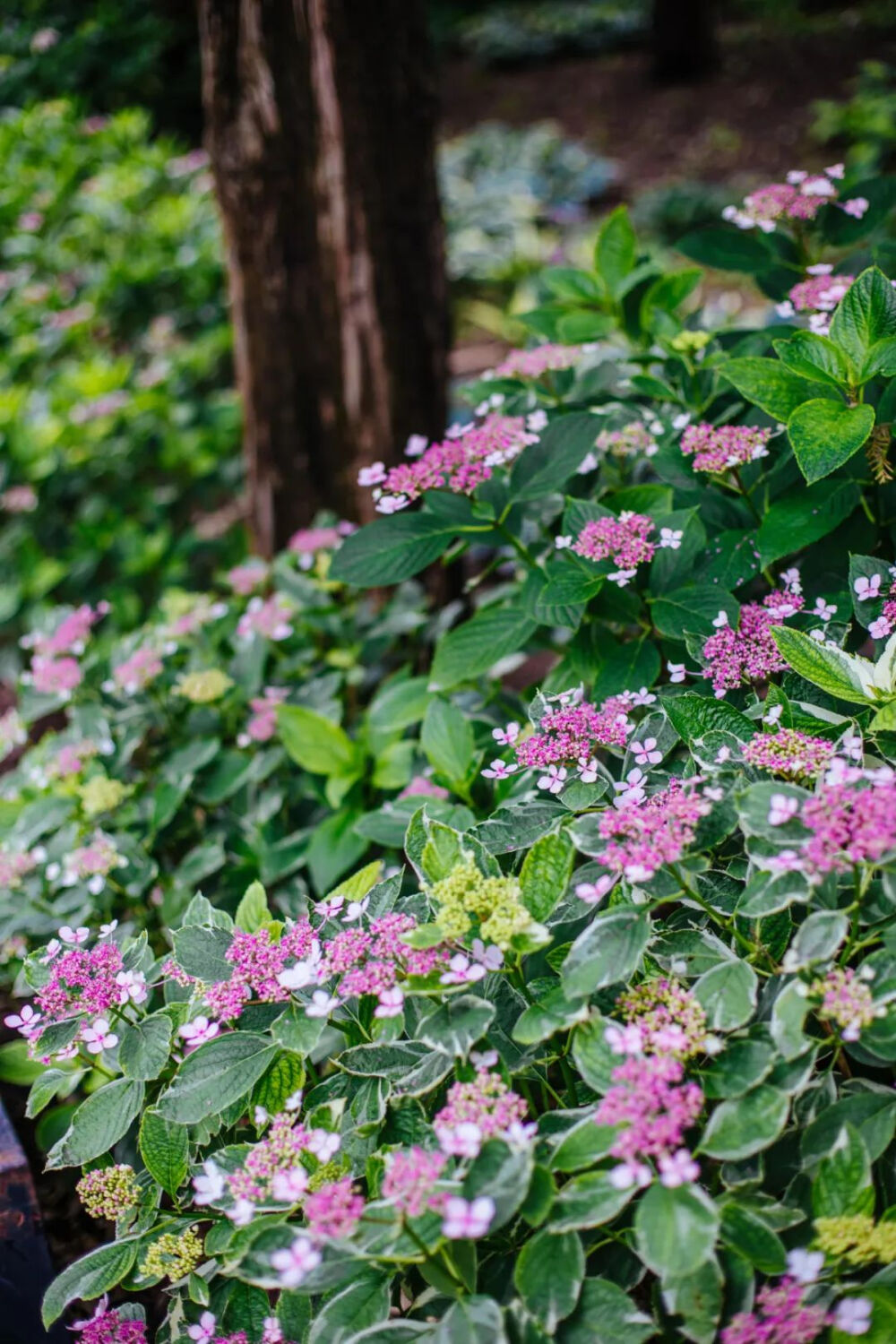 绣球花