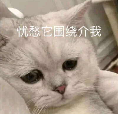 表情包