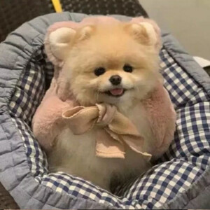 可可爱爱 大大脑袋