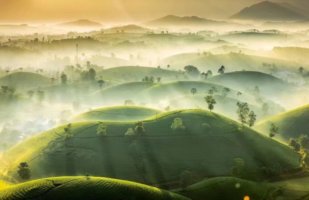 ——
日出茶山，拍摄于越南富寿省 | photo by Vu Trung Huan ​​​