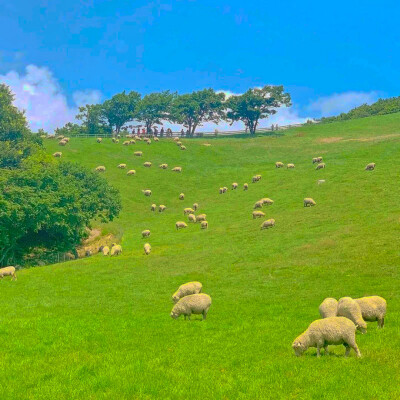 
山顶的村庄(A girl herding sheep)