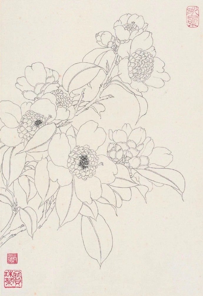 花卉白描系列~ by.章培筠
