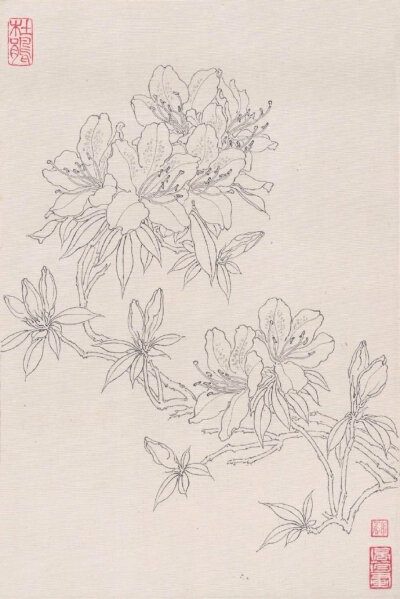 花卉白描系列~ by.章培筠

