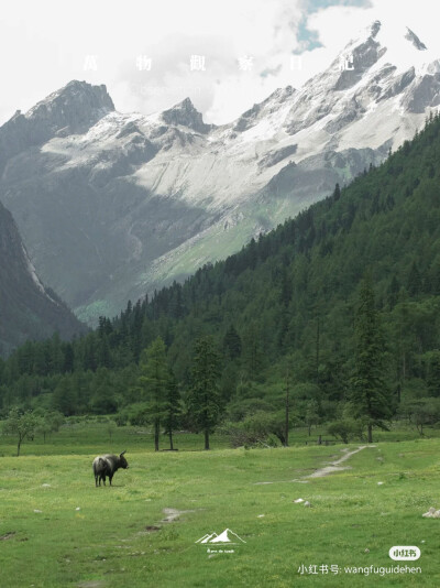 风景