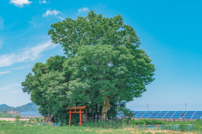 一到夏天，日本乡下就成了动画片