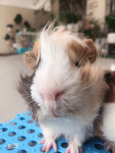 荷兰猪可爱头像