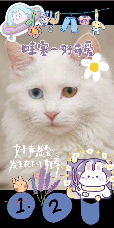 中华田园猫