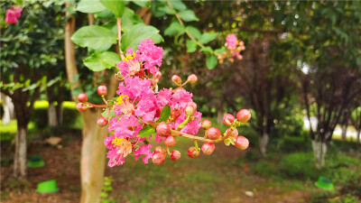 美丽吉安：紫薇花开正艳，快来赏吧！
进入7月以来，江西吉安城区的公园里、小区内、马路边，各种颜色的紫薇花纷纷展露枝头，争奇斗艳。在蓝天白云的映衬下，显得更加美丽动人。（摄/肖勇）